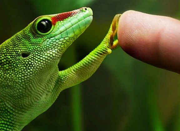 Bioinspiration and biointegration