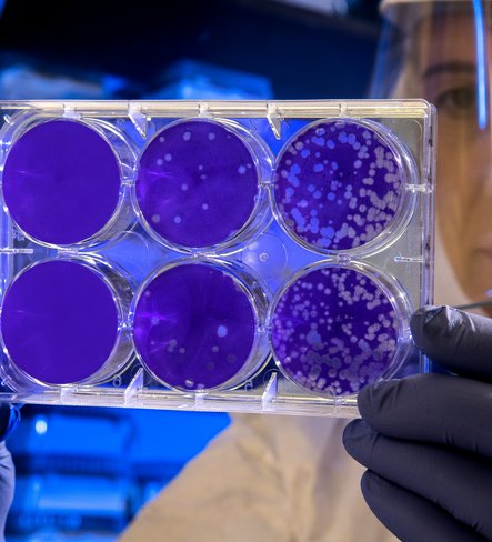 Mass cultivation of stem cells