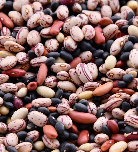 Alternative protein sources