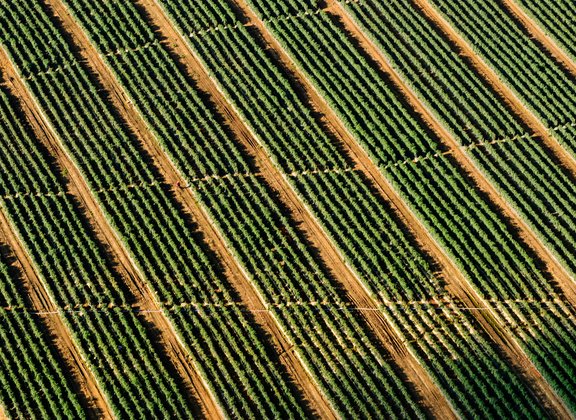 Sustainable food production