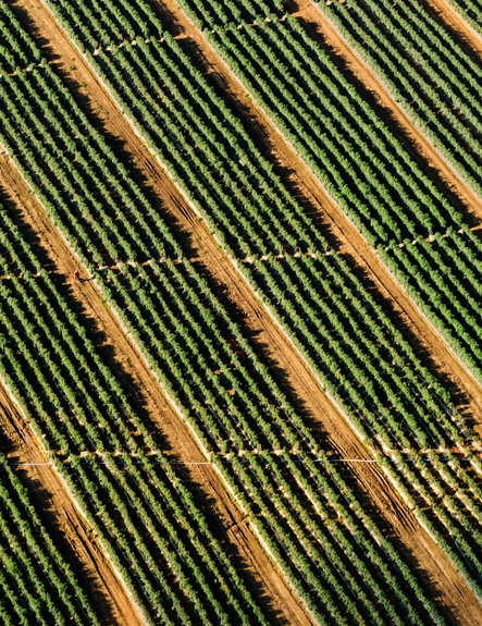 Sustainable food production