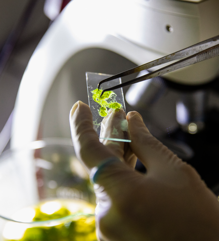 Artificial photosynthesis