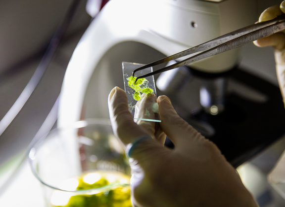 Artificial photosynthesis